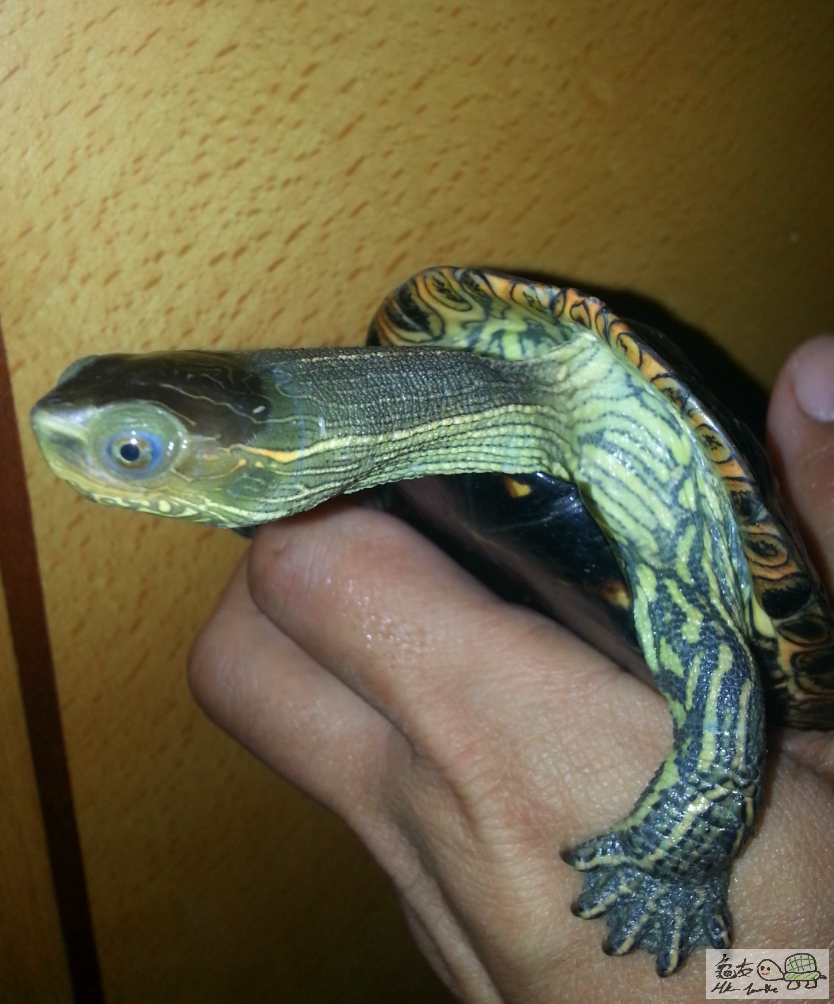 2016-12-27 00.26.20-1.png