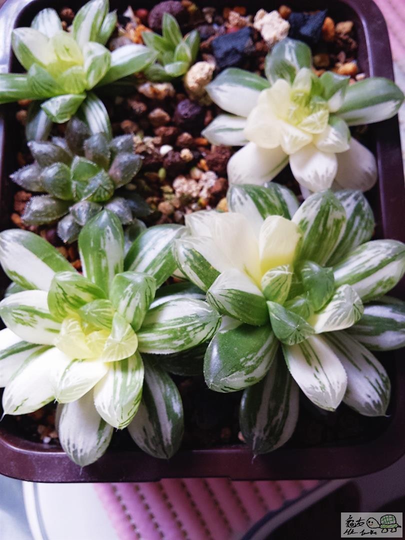 MTXX_20170129135813 (Large).jpg