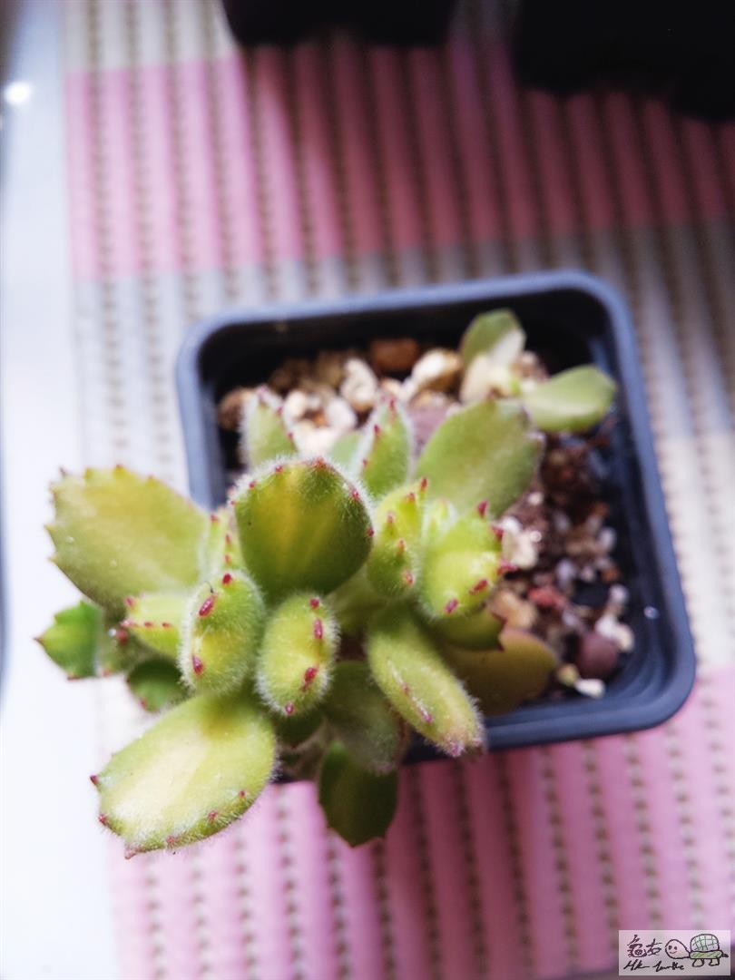 MTXX_20170129140200 (Large).jpg