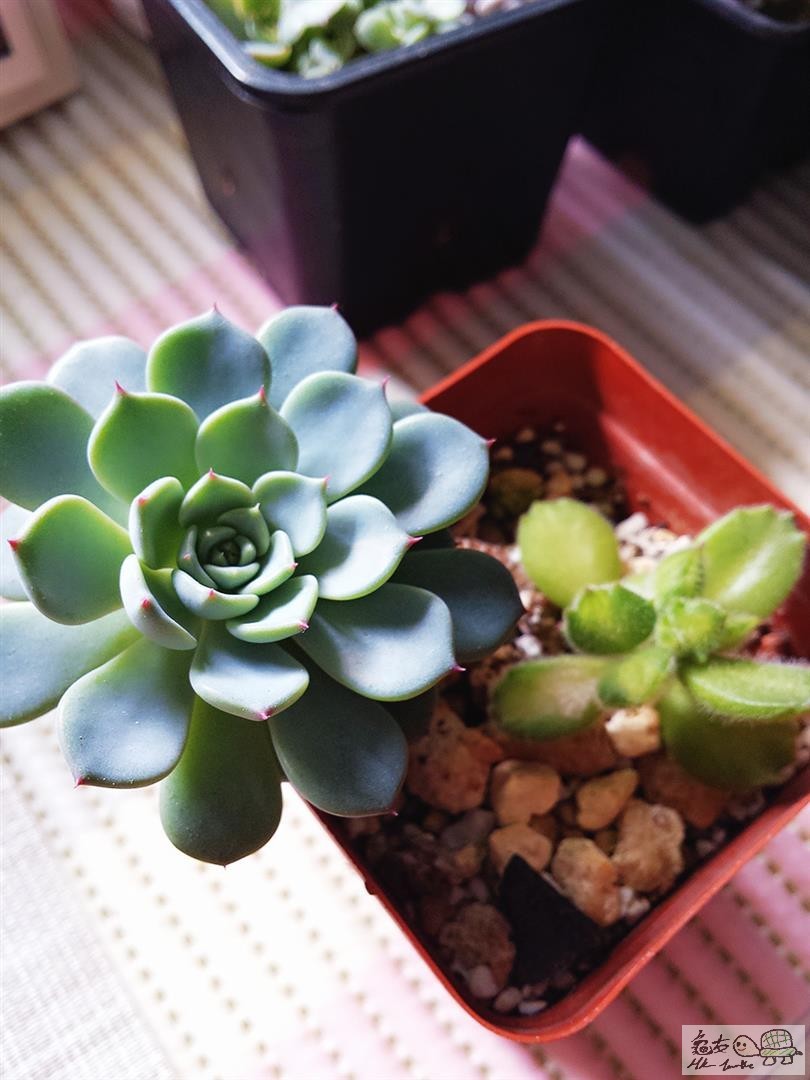 MTXX_20170129141017 (Large).jpg