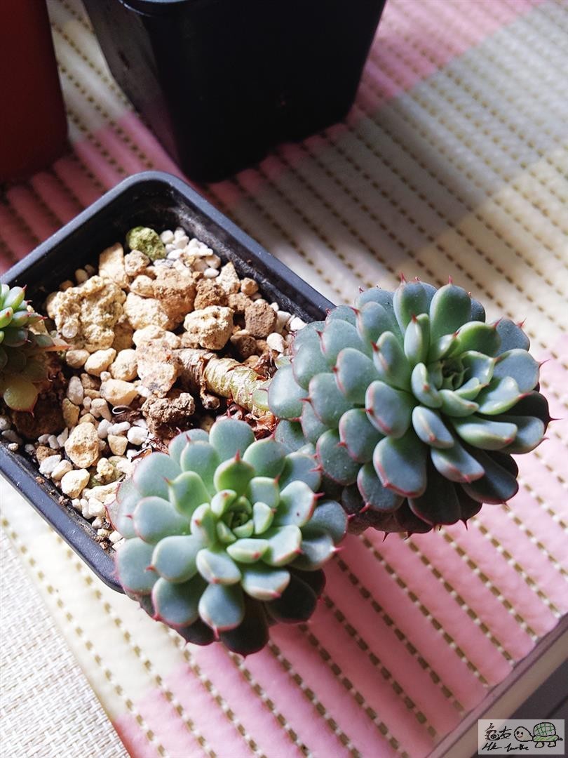 MTXX_20170129141031 (Large).jpg