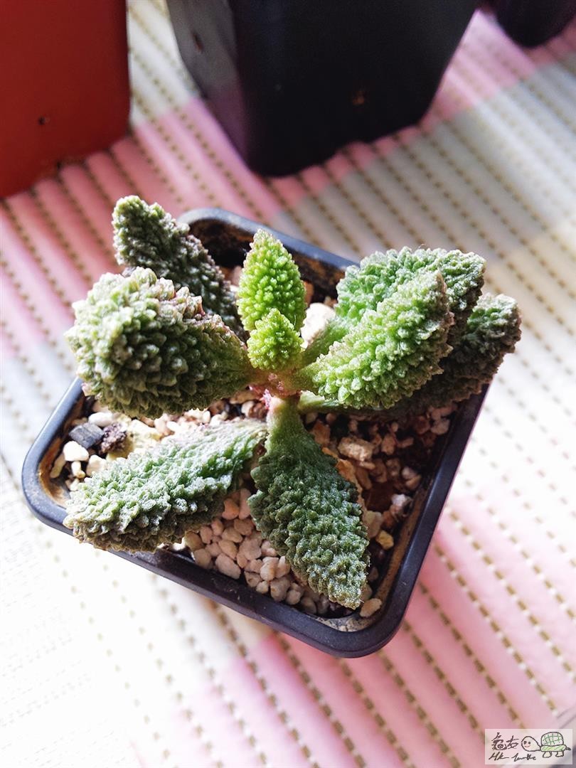 MTXX_20170129141127 (Large).jpg