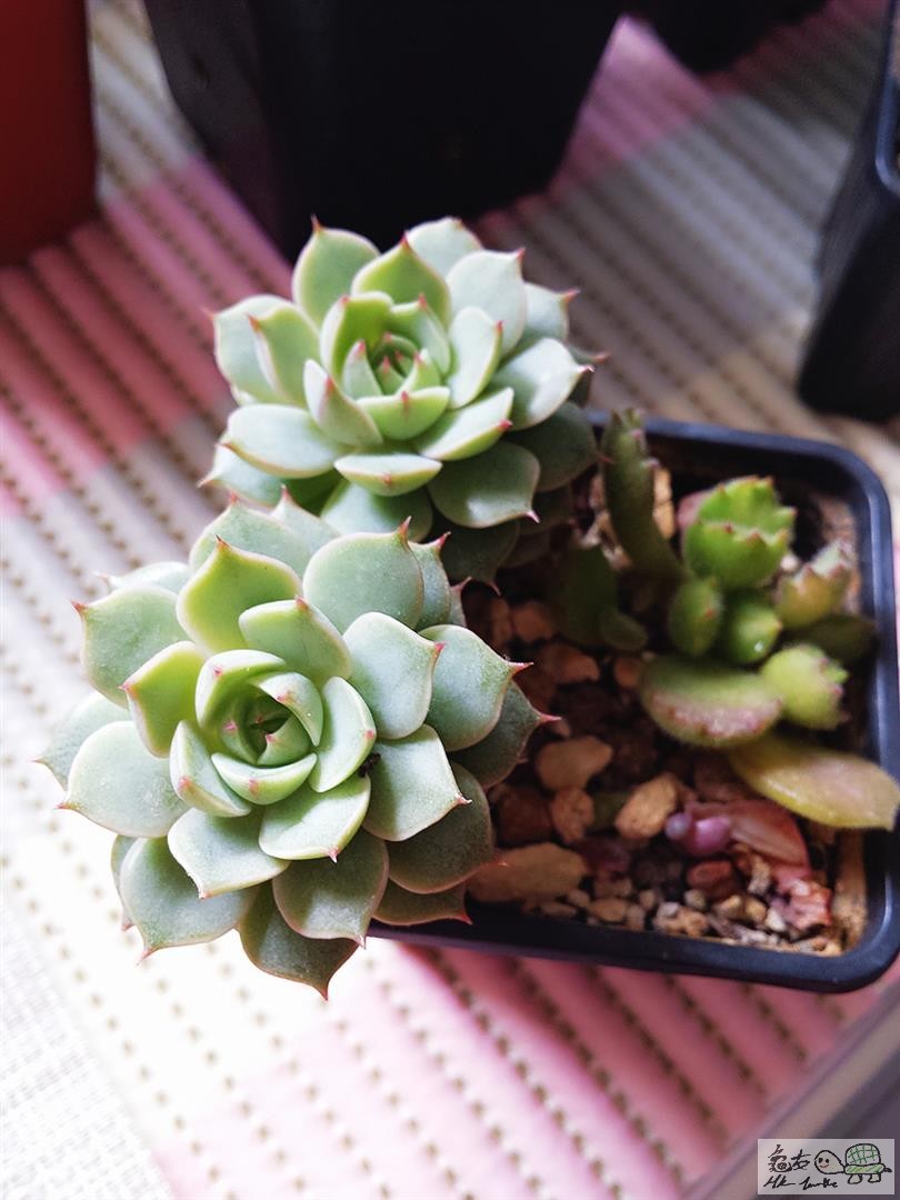 MTXX_20170129141217 (Large).jpg