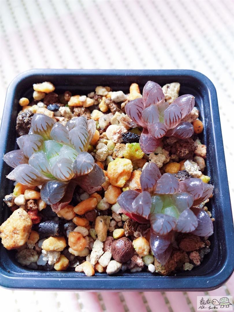 MTXX_20170129141658 (Large).jpg