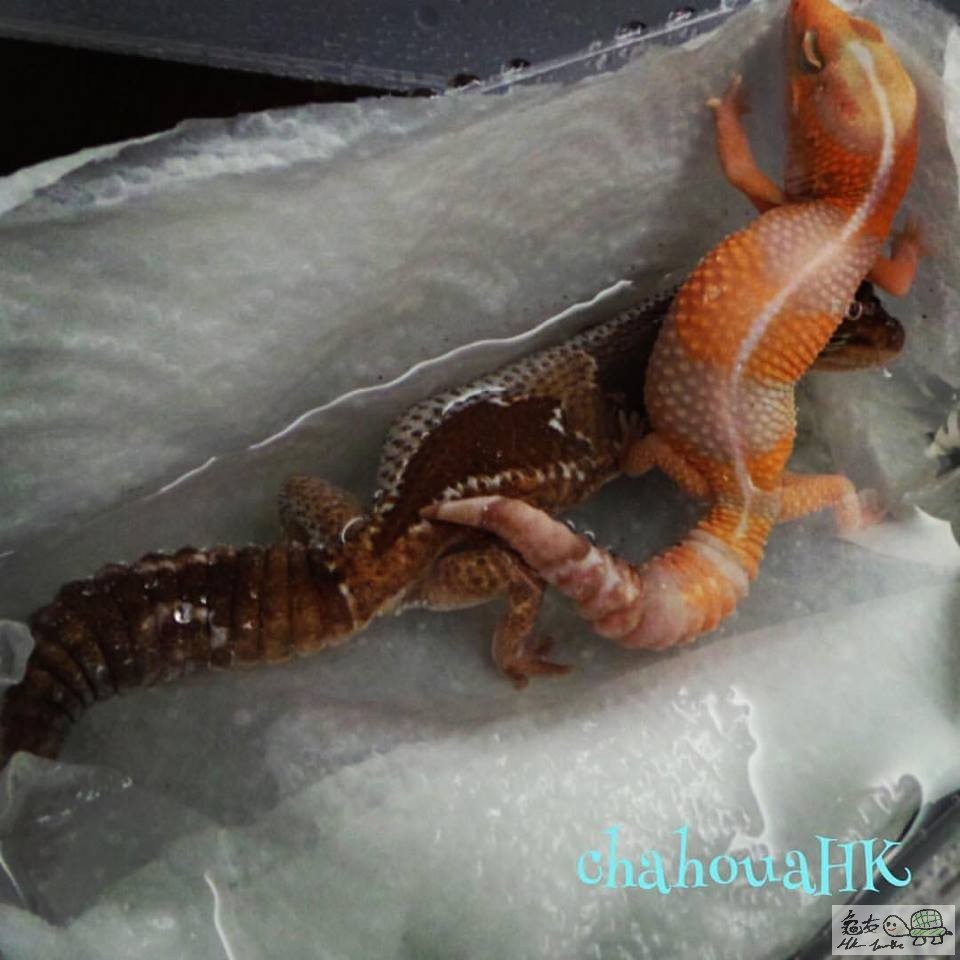  Striped Tangerine Albino＋Zulu Het Caramel