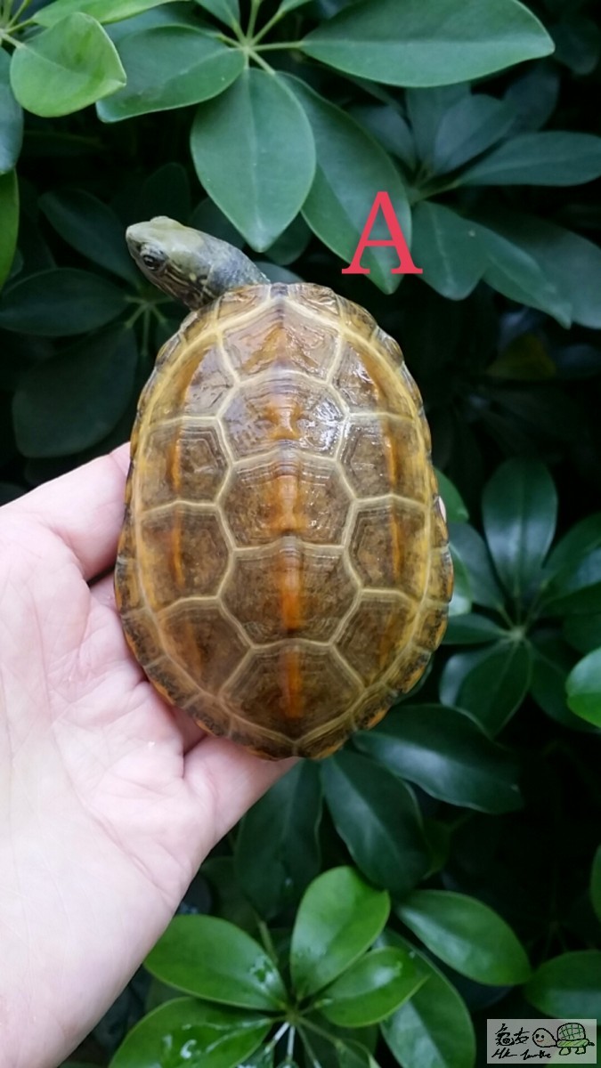 2017-02-12 15.06.35_mh1486906870642.jpg