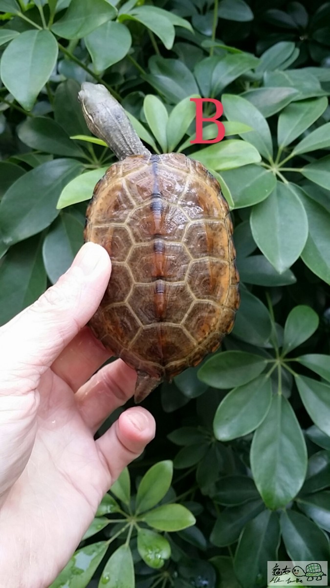 2017-02-12 15.06.51_mh1486906921007.jpg