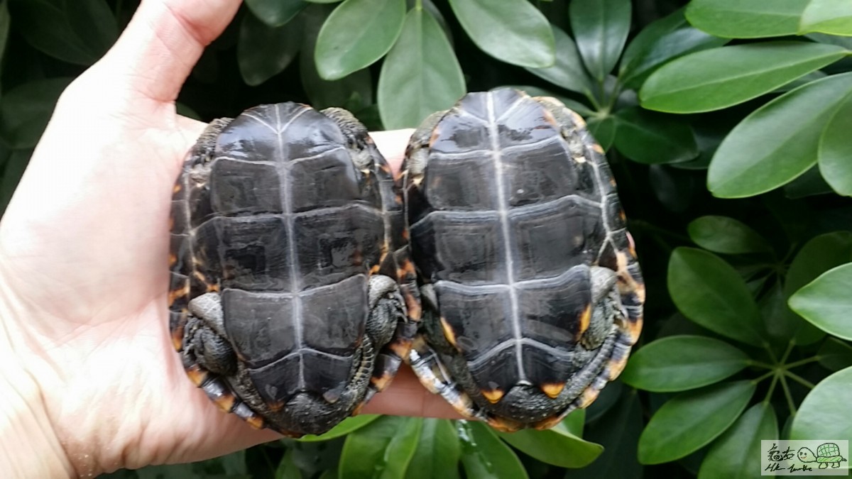 2017-02-12 15.01.12.jpg