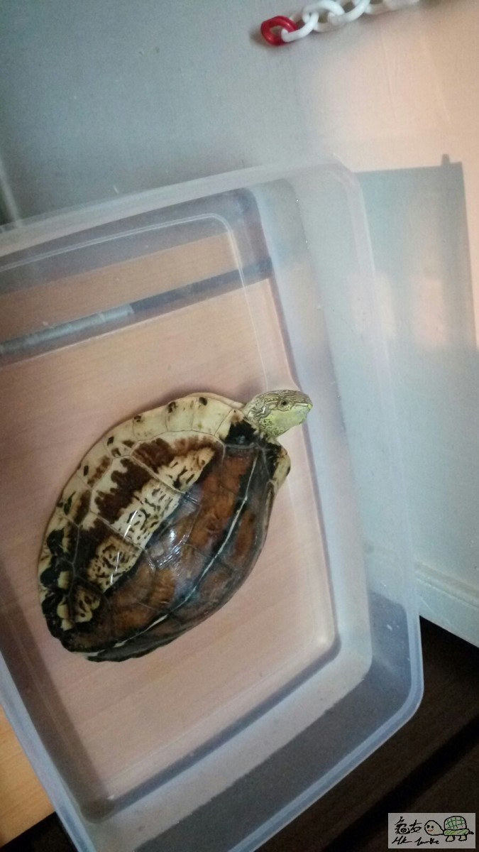 已開食，食香蕉，未養定，新手免問