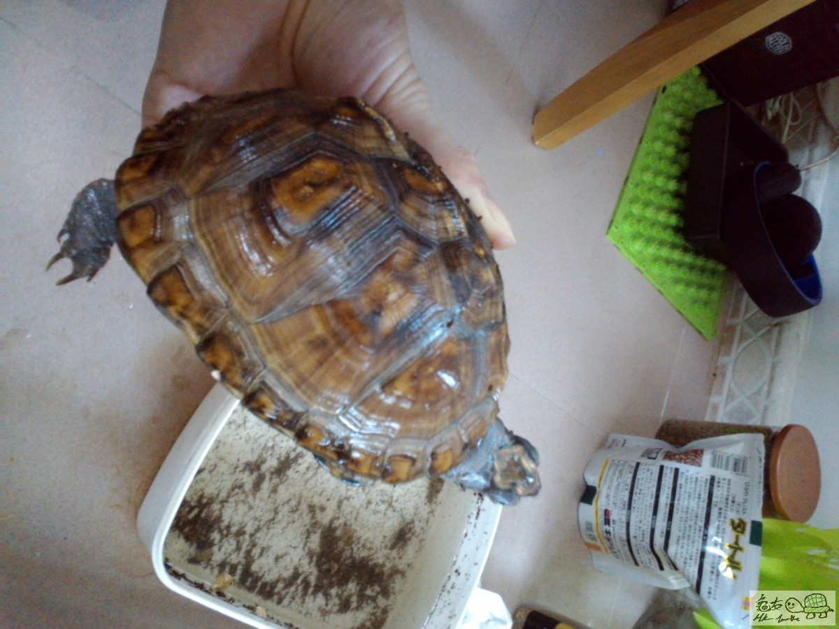 殼邊邊有一點白色野