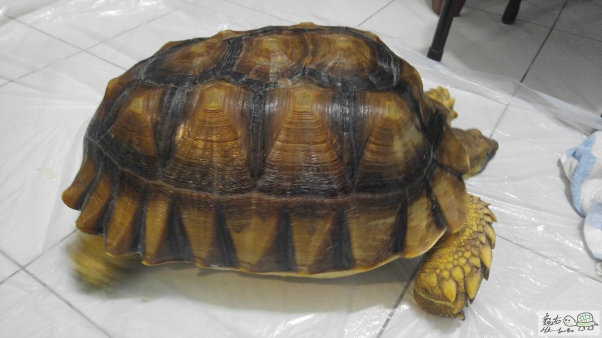 WhatsApp Image 2017-04-04 at 7.42.06 PM.jpeg