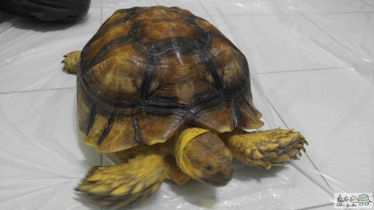 WhatsApp Image 2017-04-04 at 7.42.26 PM.jpeg