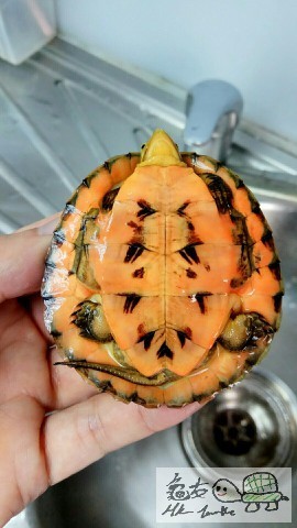 IMG2 [最大闊度 640 最大高度 480].jpg