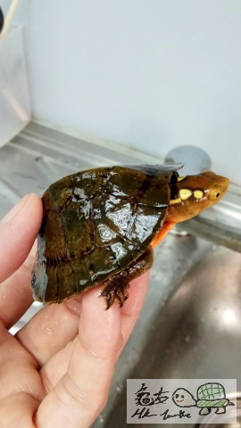 IMG4 [最大闊度 640 最大高度 480].jpg