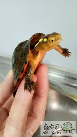 IMG5 [最大闊度 640 最大高度 480].jpg