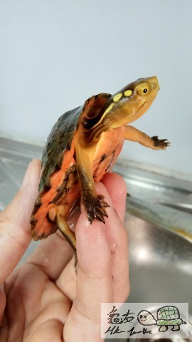 IMG6 [最大闊度 640 最大高度 480].jpg