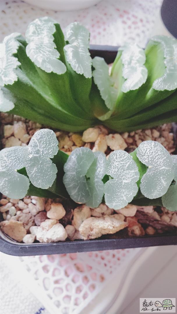 MTXX_20170511171050 (Large).jpg