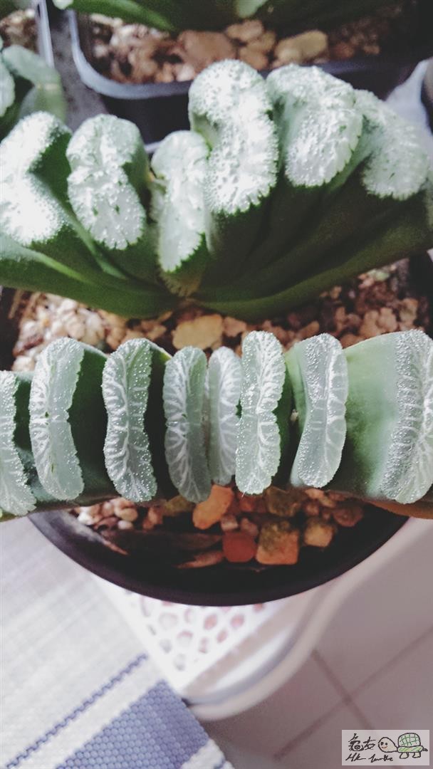 MTXX_20170511171527 (Large).jpg