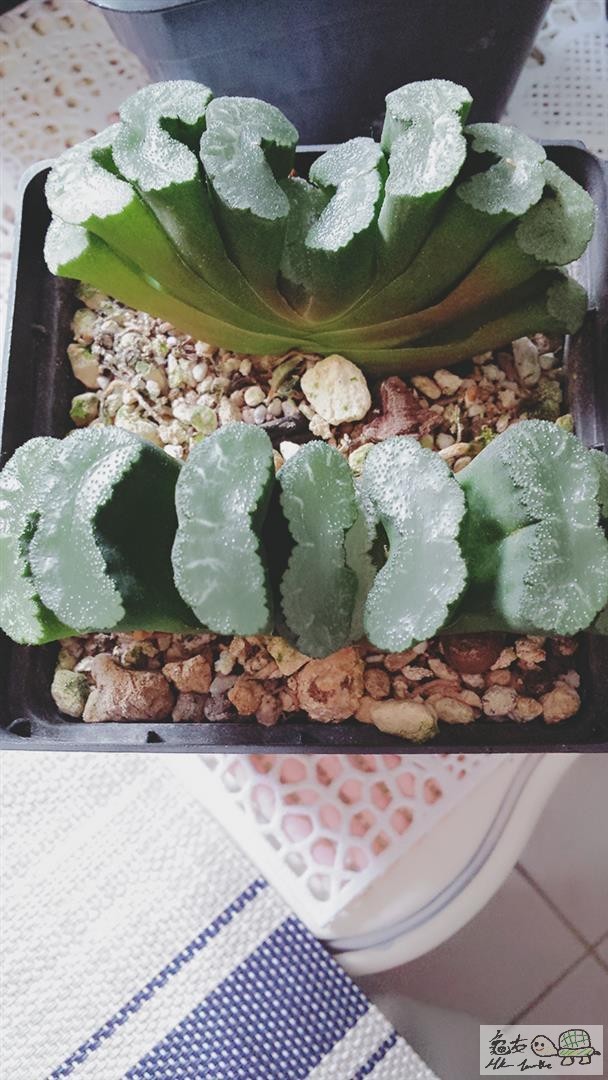 MTXX_20170511171351 (Large).jpg