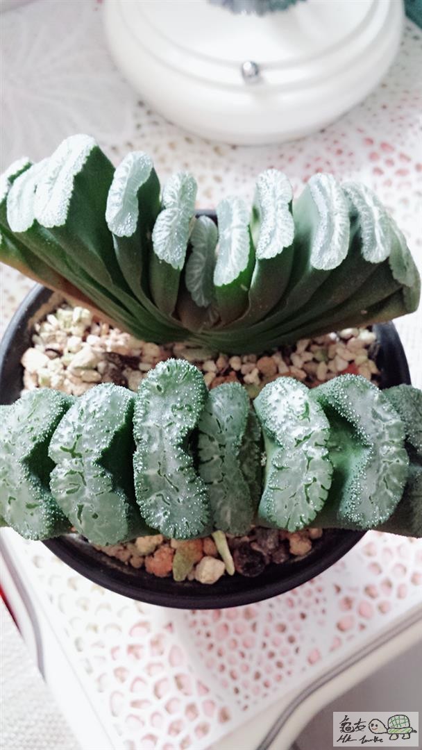 MTXX_20170512110031 (Large).jpg