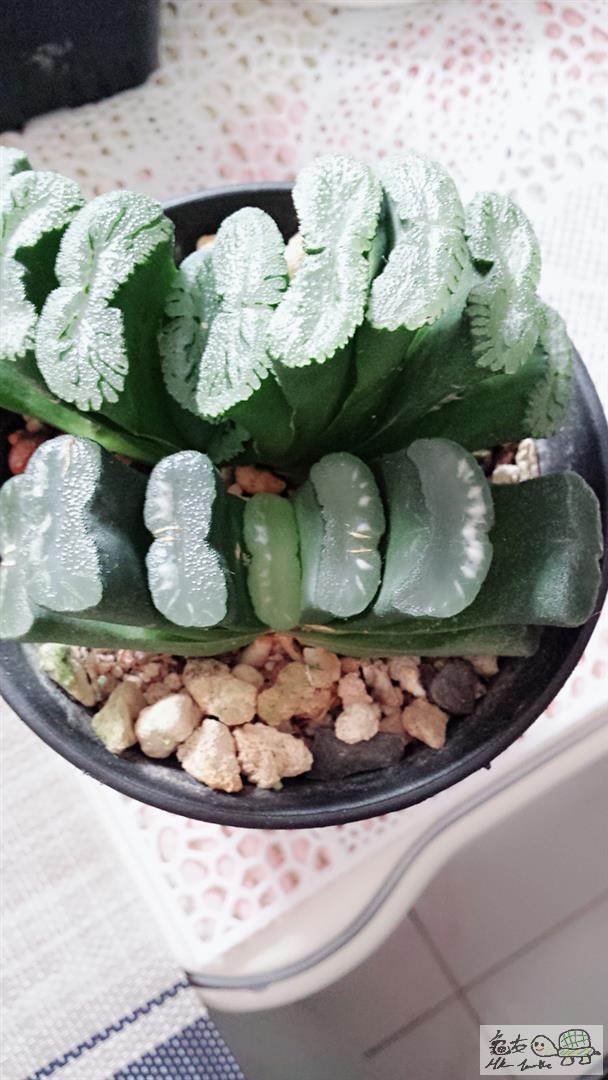 MTXX_20170512110628 (Large).jpg