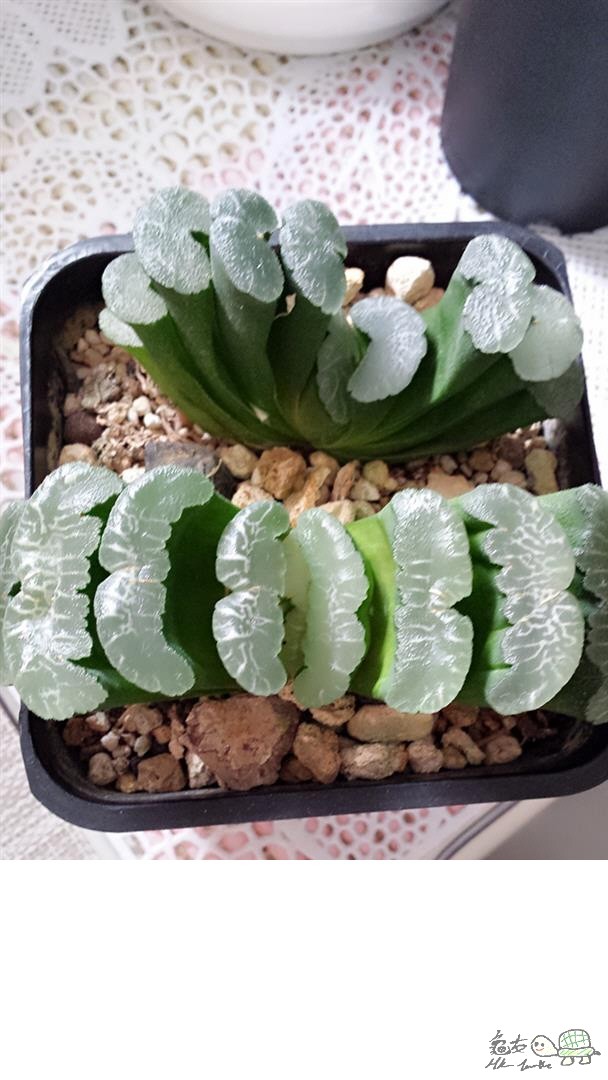 MTXX_20170512110517 (Large).jpg