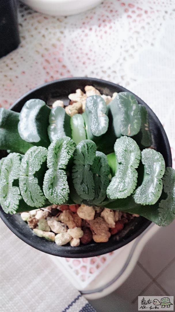 MTXX_20170512110737 (Large).jpg