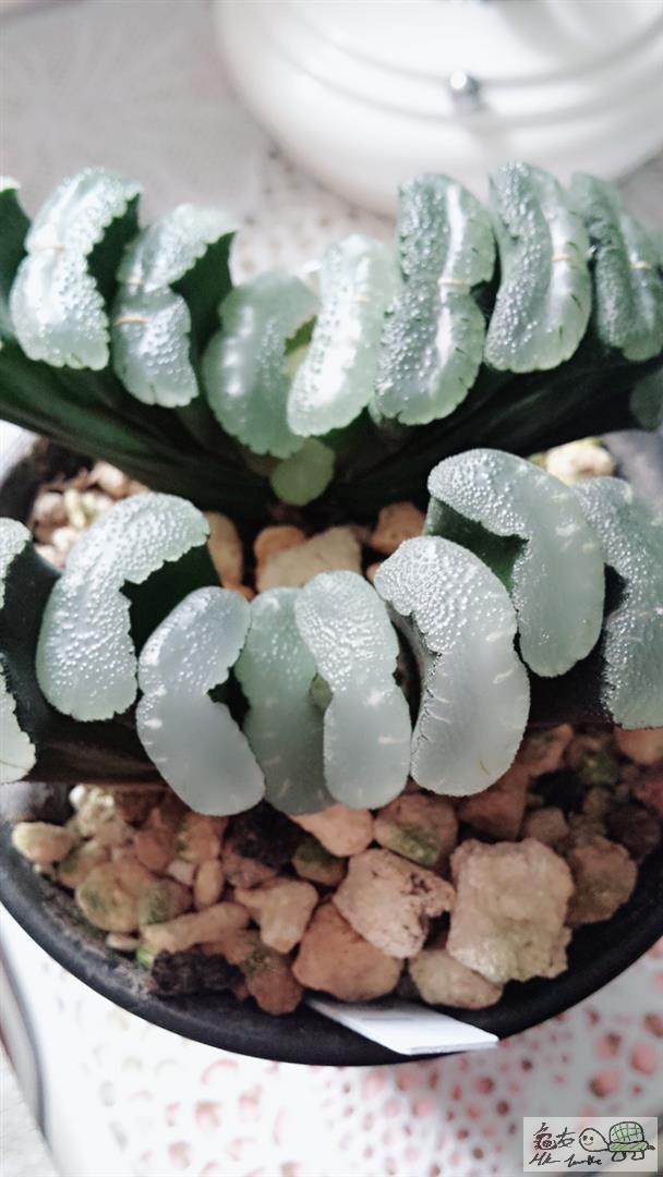 MTXX_20170514113553 (Large).jpg