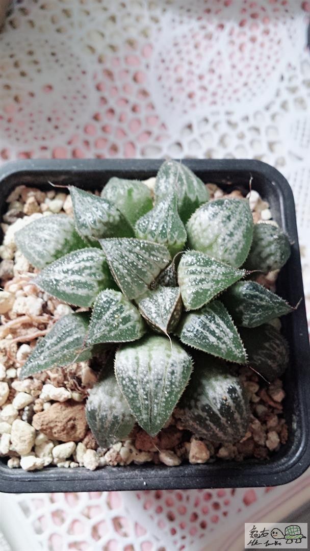 MTXX_20170514113848 (Large).jpg