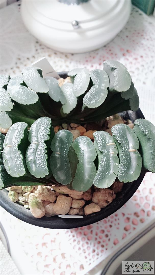 MTXX_20170514113452 (Large).jpg