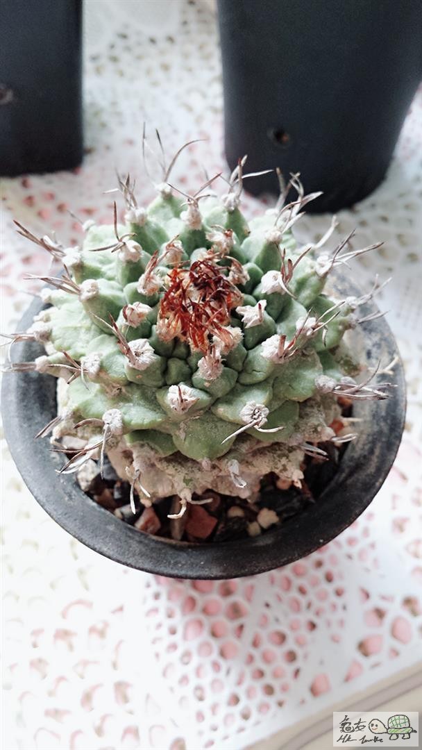 MTXX_20170514150617 (Large).jpg