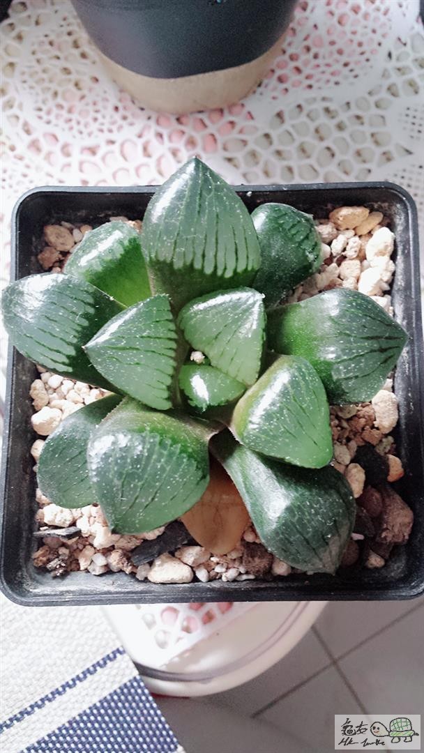 MTXX_20170514114042 (Large).jpg