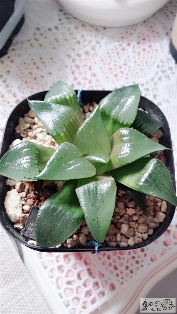 MTXX_20170514113931 (Large).jpg