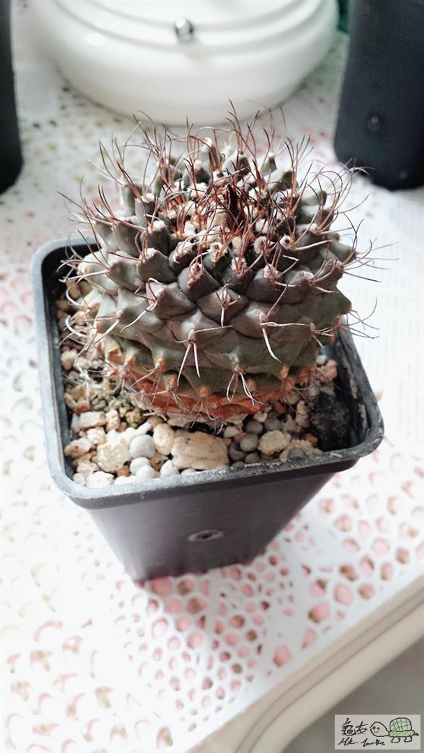 MTXX_20170514150814 (Large).jpg