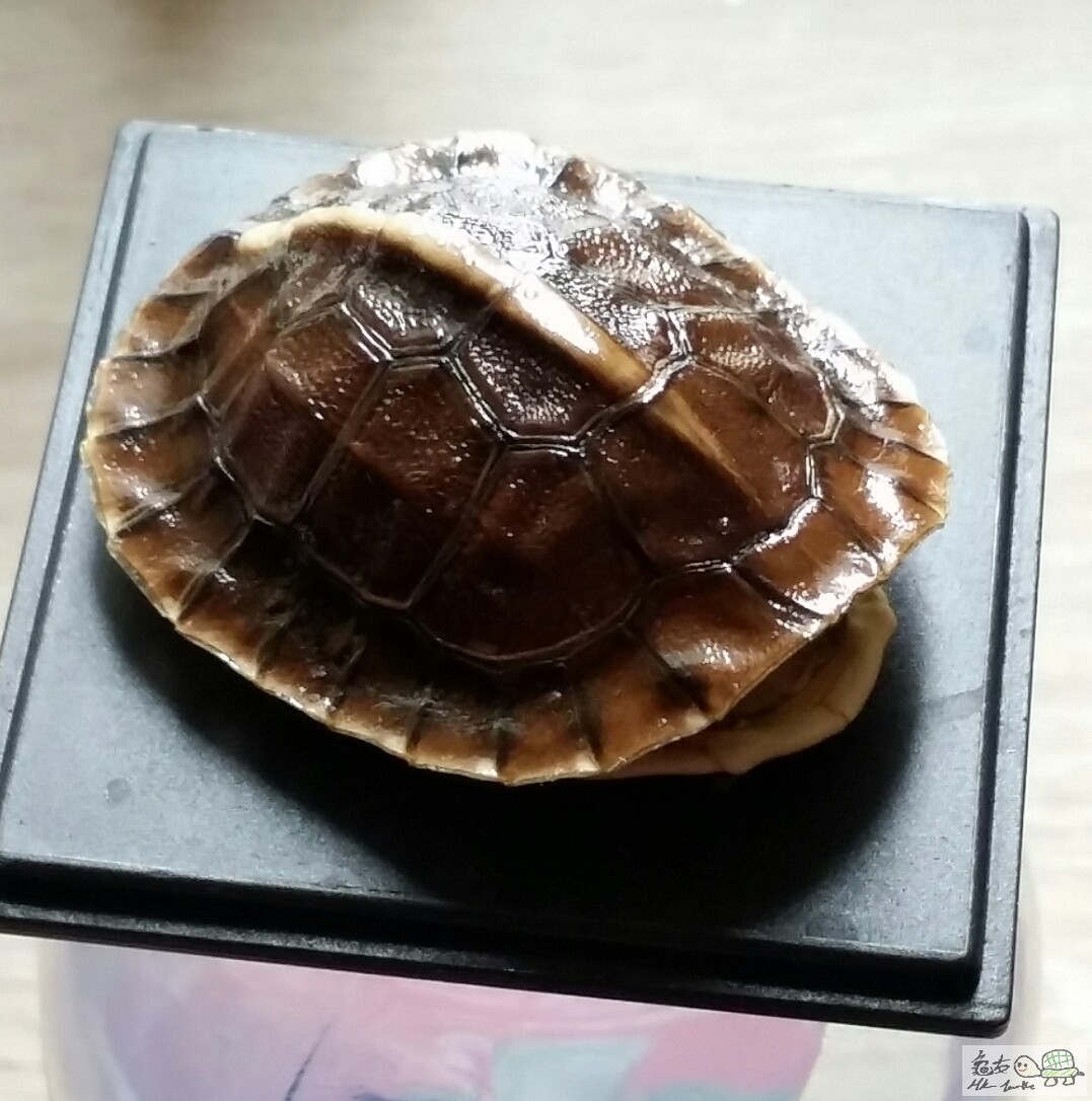 2017年5月16日 ~ 做好【甲殼】作為我對寶寶的思念