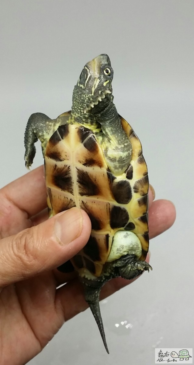 2017-05-05 17.22.18.jpg