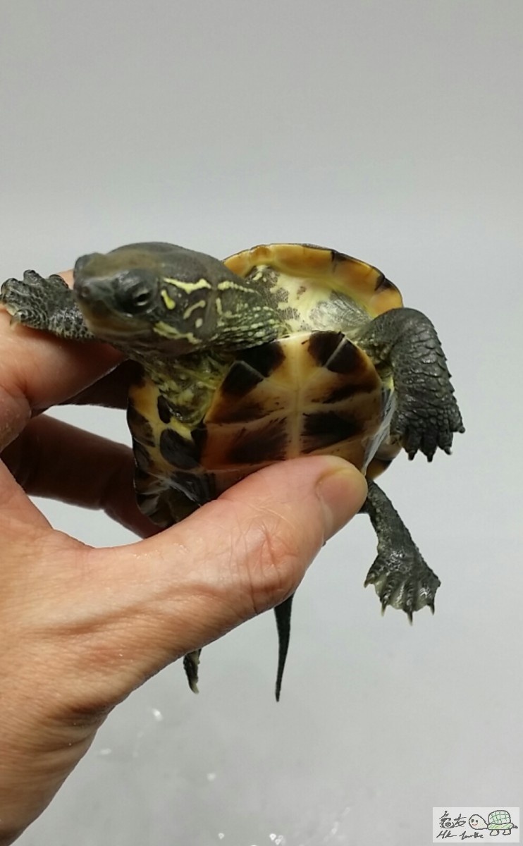 2017-05-05 17.20.37.jpg