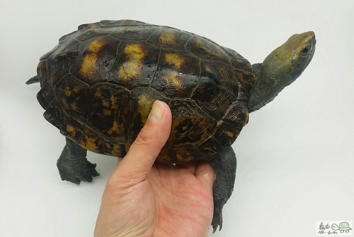 2017-06-09 15.42.06.jpg