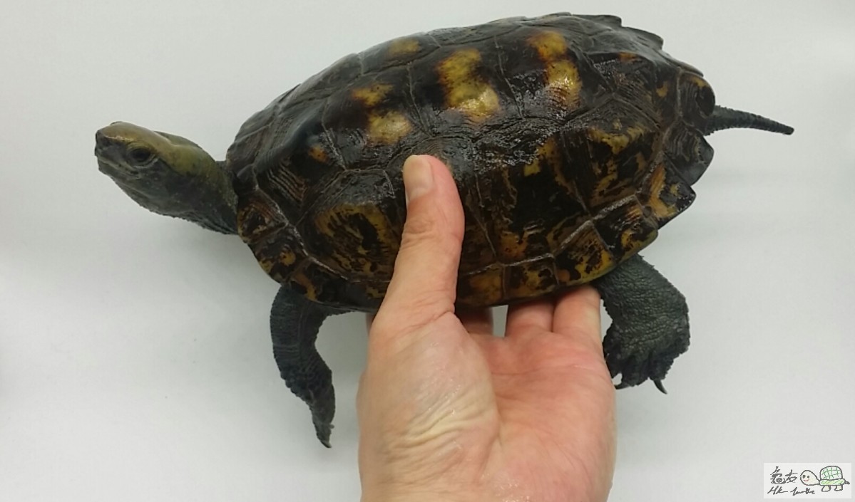 2017-06-09 15.41.35.jpg