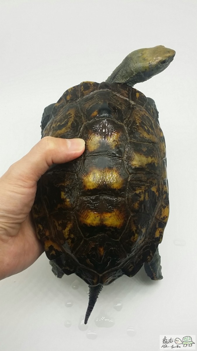 2017-06-09 15.44.13.jpg