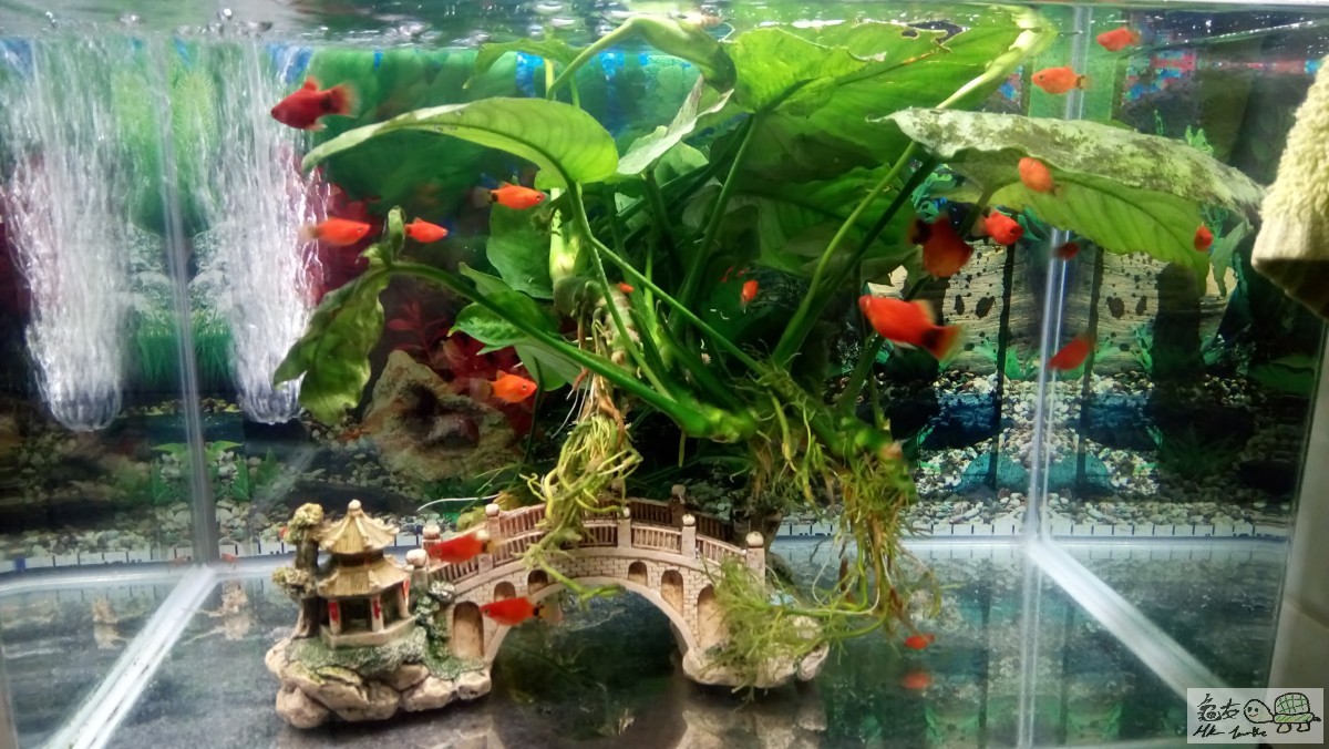 家裏魚缸