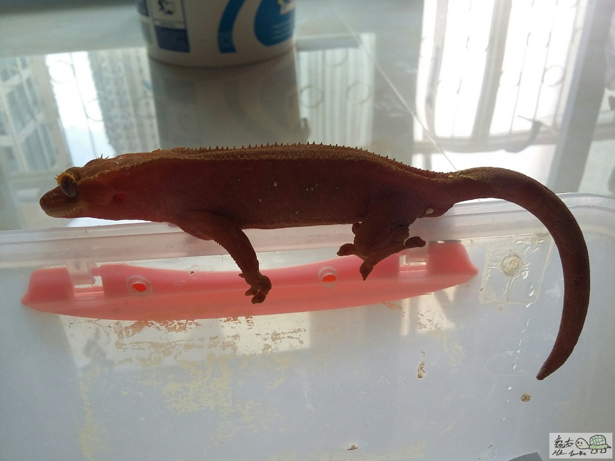 RED BI-COLOR female.jpg