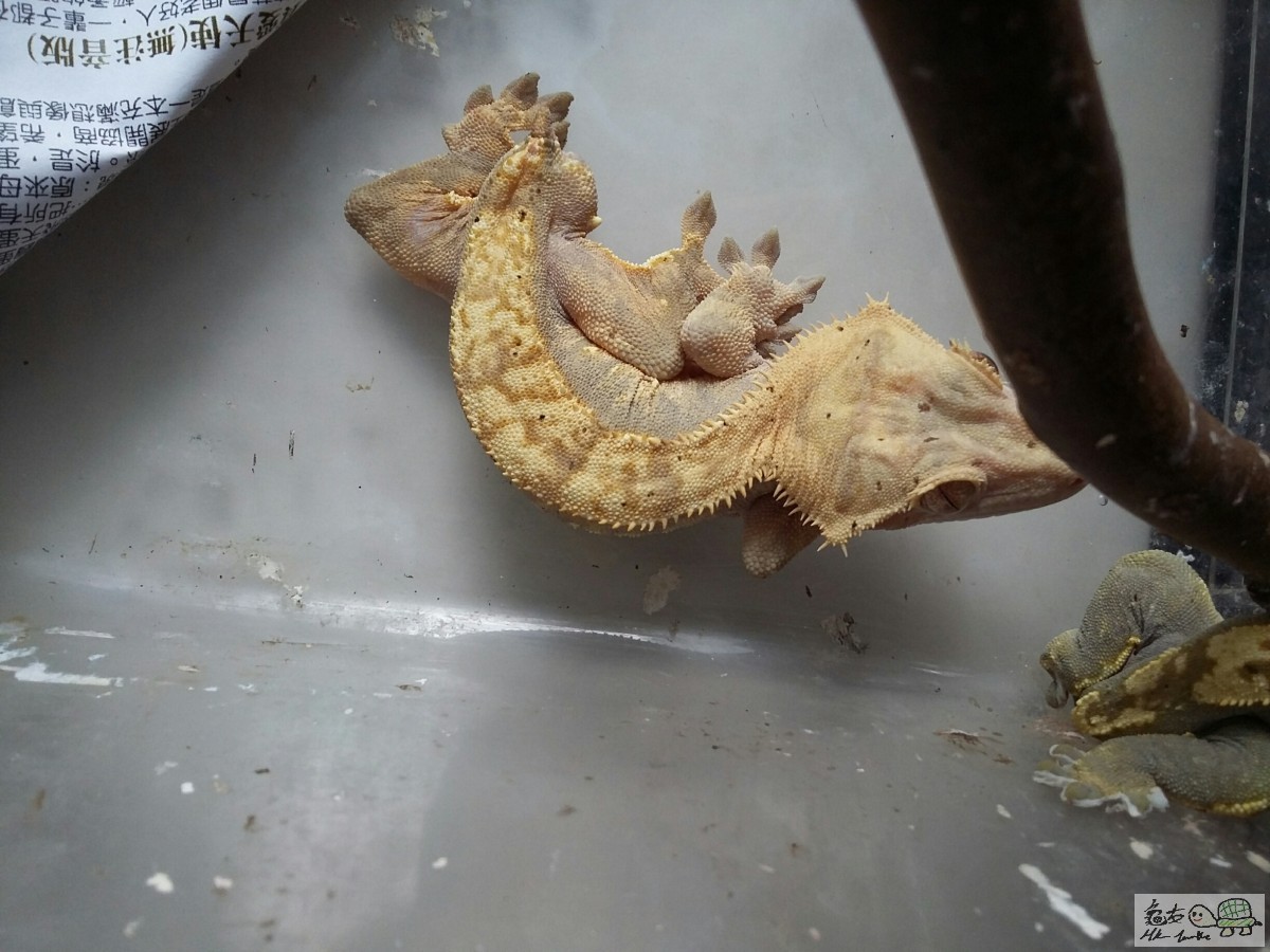 YELLOW CRESTED1.0.jpg