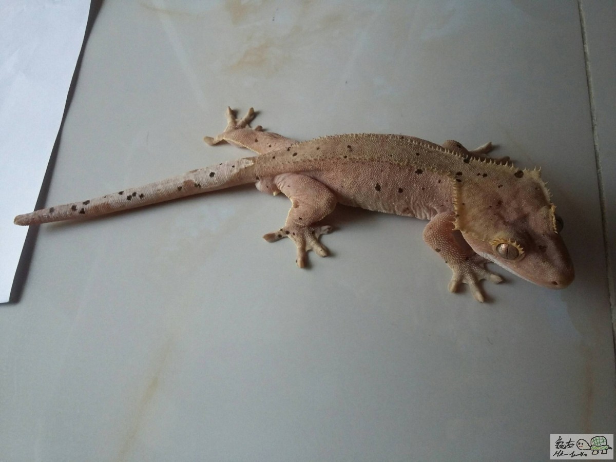 dalmatian crested1.0.jpg