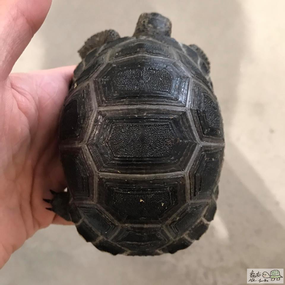 小瑕疵 亞達伯拉象龜