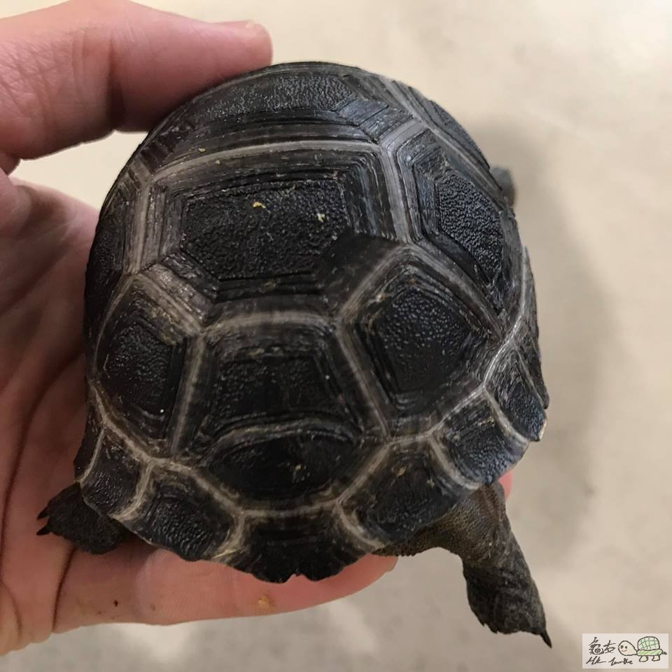 小瑕疵 亞達伯拉象龜