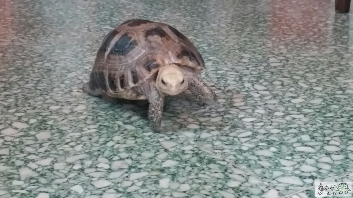 看我英姿,昂首大步