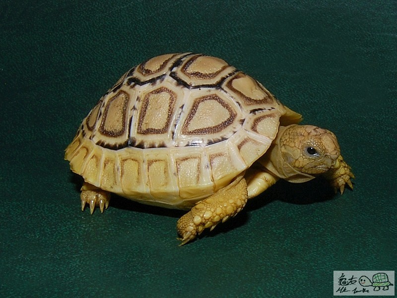 High White Turtoise.jpg