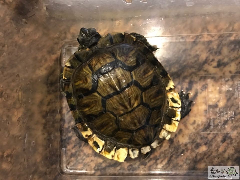 龜殼邊變白 塊狀脫落