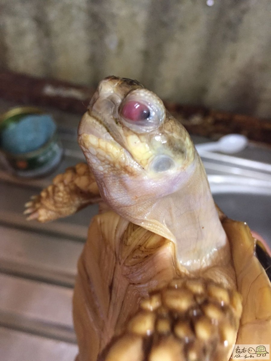 不定時眼睛出現紅色肉球